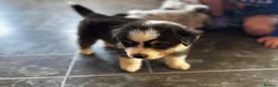 Australian Shepherd dogs for sale: Fully health tested KC registered showline Aussies - Advert 14