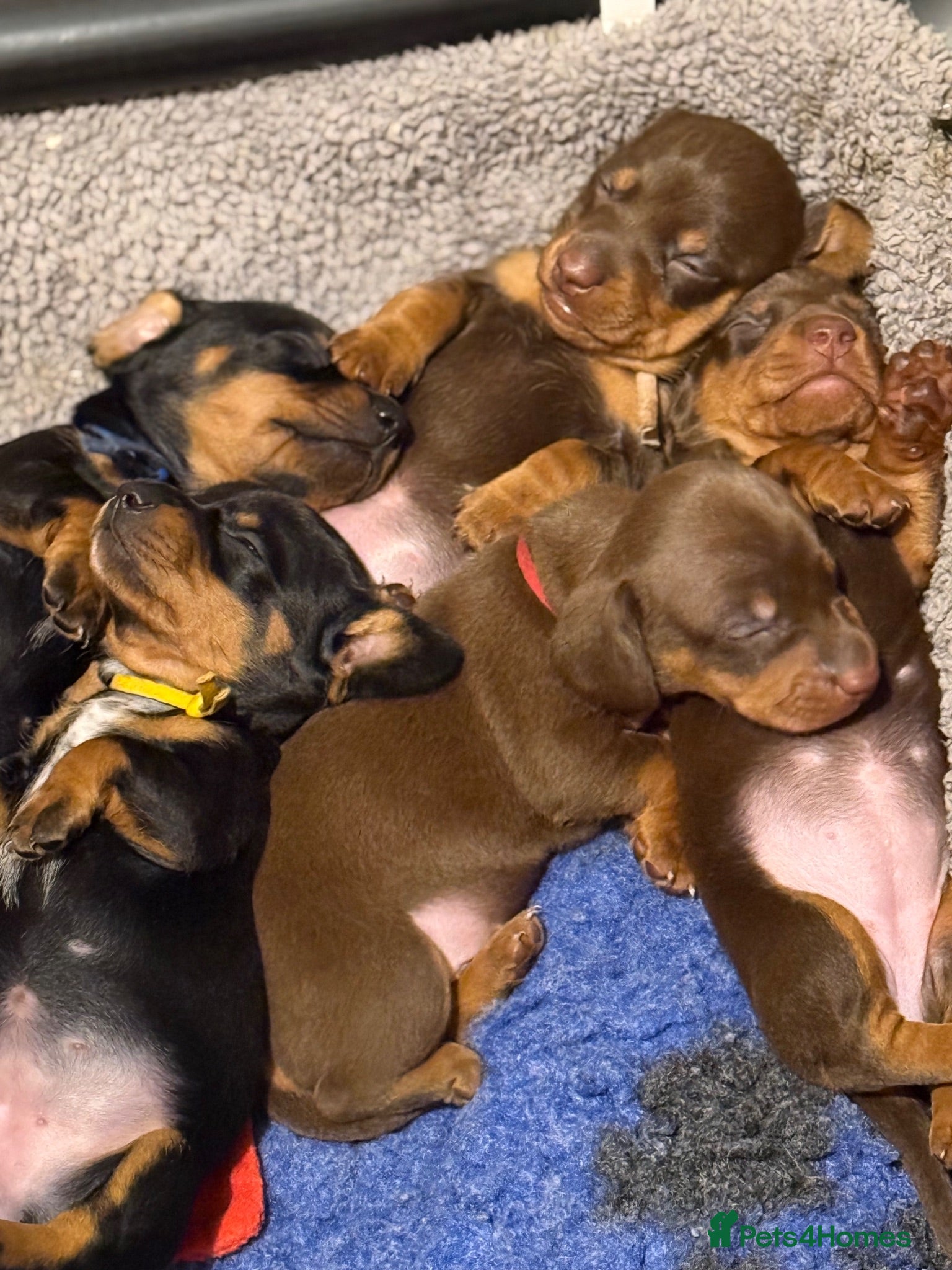 Miniature Dachshund dogs KC registered miniature shorthaired Dachshunds - Advert 2