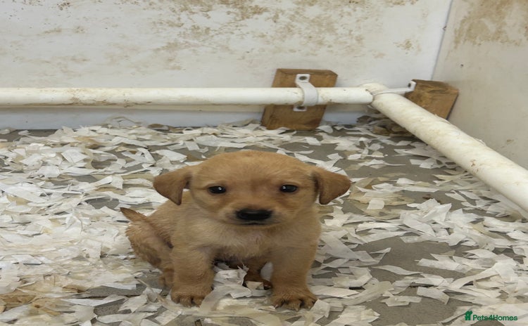Labrador Retriever dogs - Advert 2