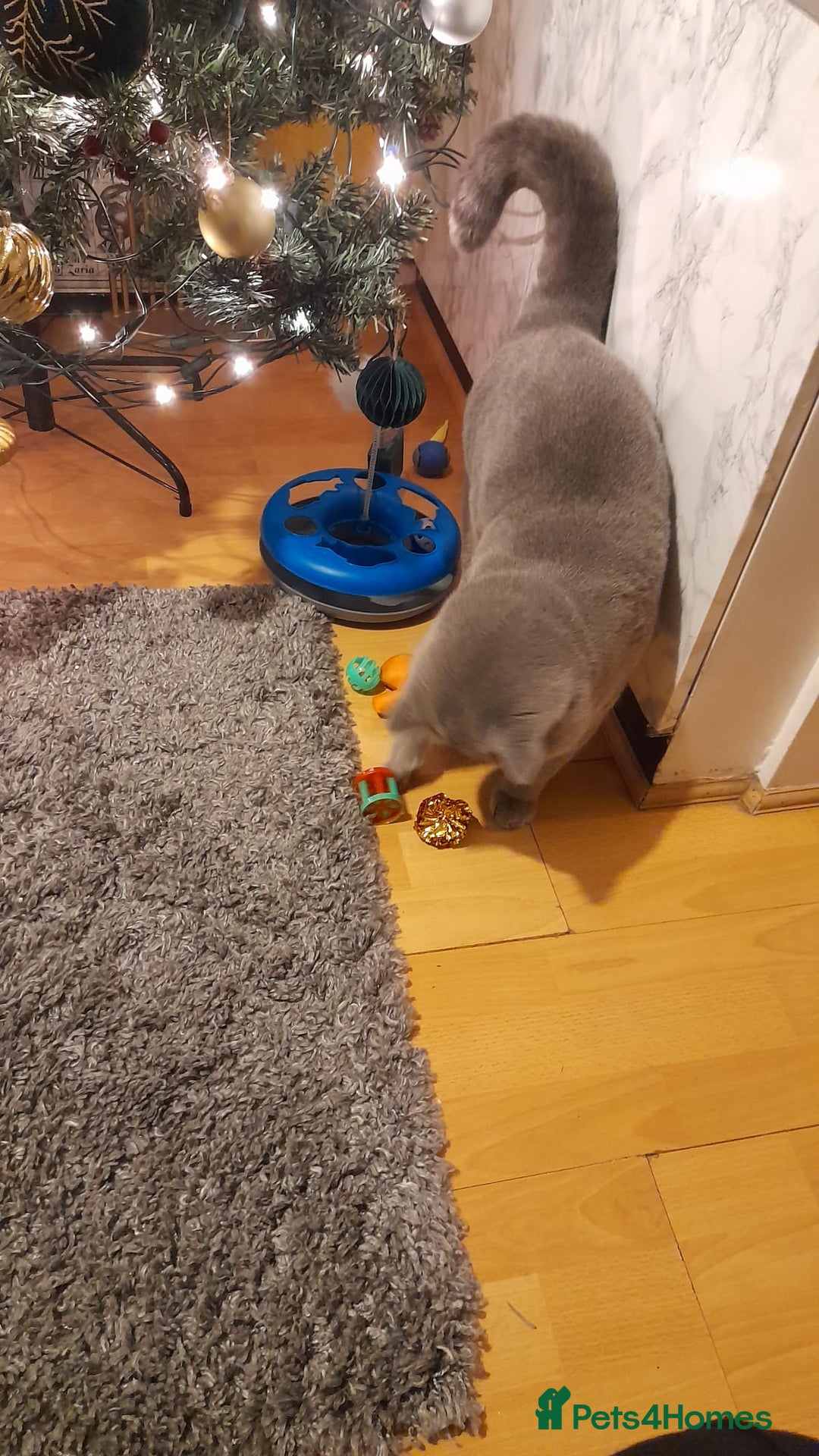 British Shorthair cats for sale: Beautiful British Blue Shorthair Male – 1 Yr Old - Advert 13