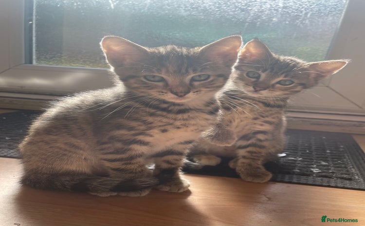 Savannah cats - Advert 7