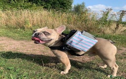 French Bulldog dogs for sale: Pablo - Advert 3