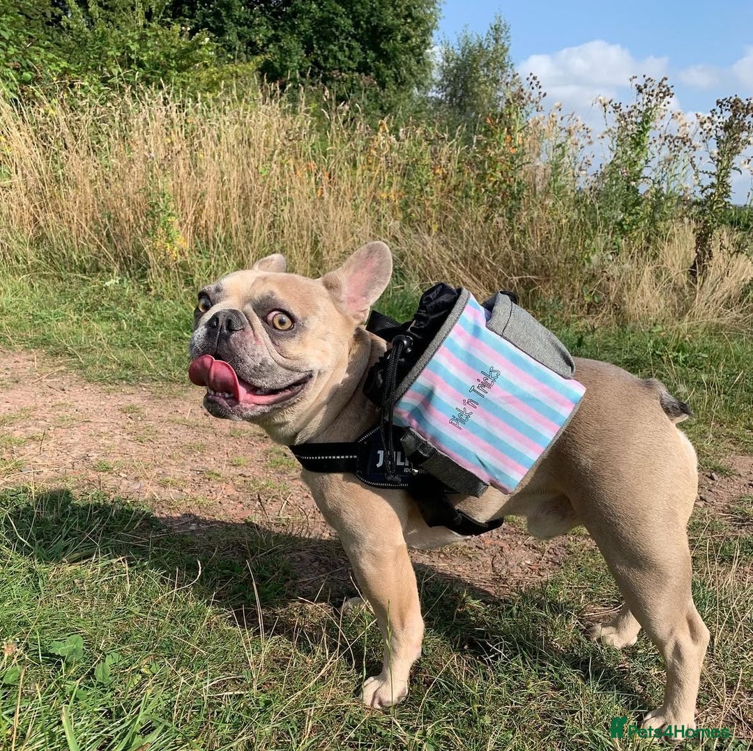French Bulldog dogs for sale: Pablo - Advert 3