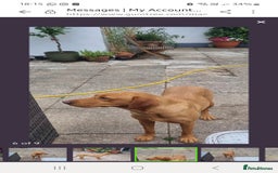 Labrador Retriever dogs for sale: Gorgeous lab girl looking for her new sofa - Image 7