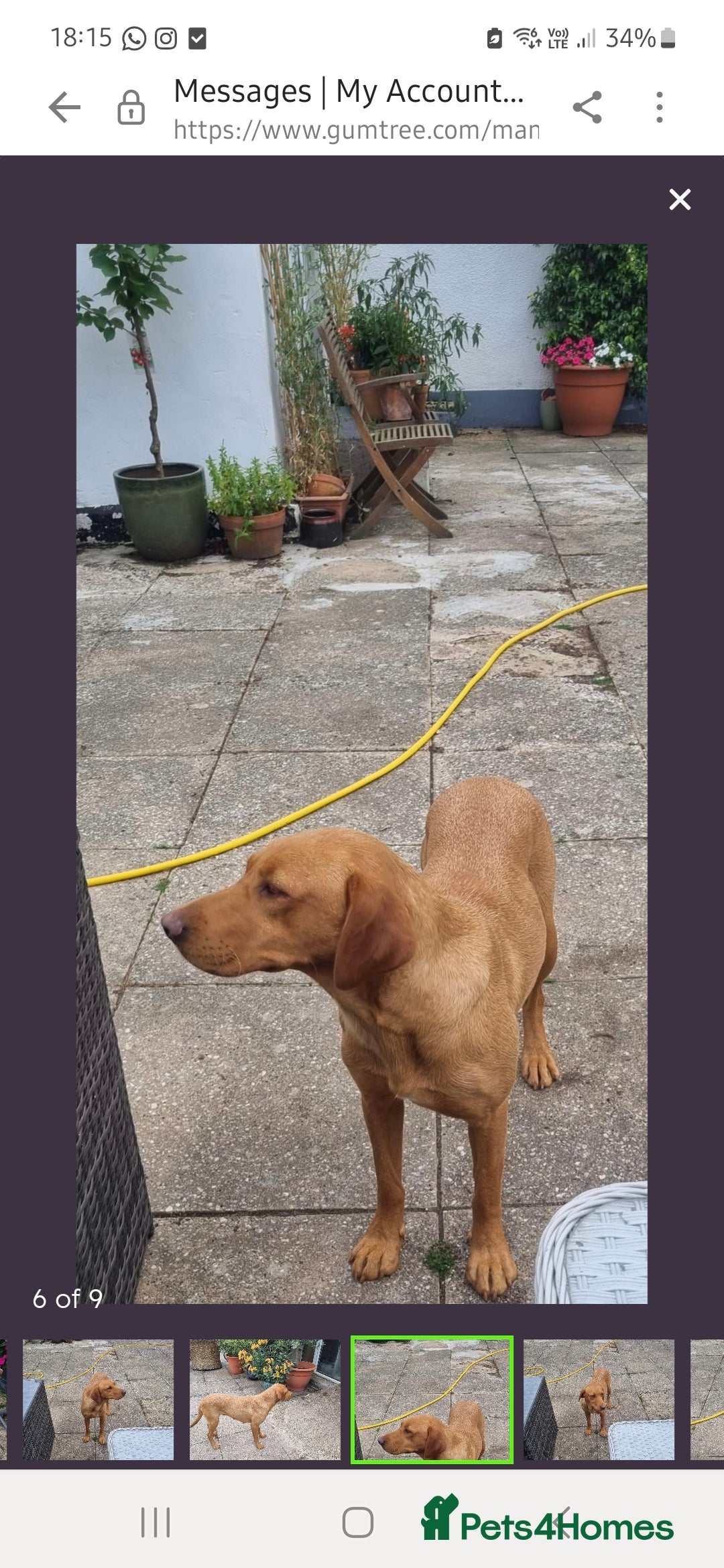 Labrador Retriever dogs for sale: Gorgeous lab girl looking for her new sofa - Image 7