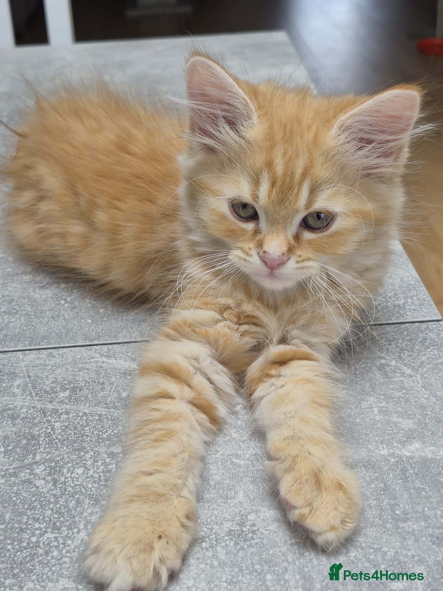 Siberian cats 5 beautiful Siberian kittens  - Advert 13