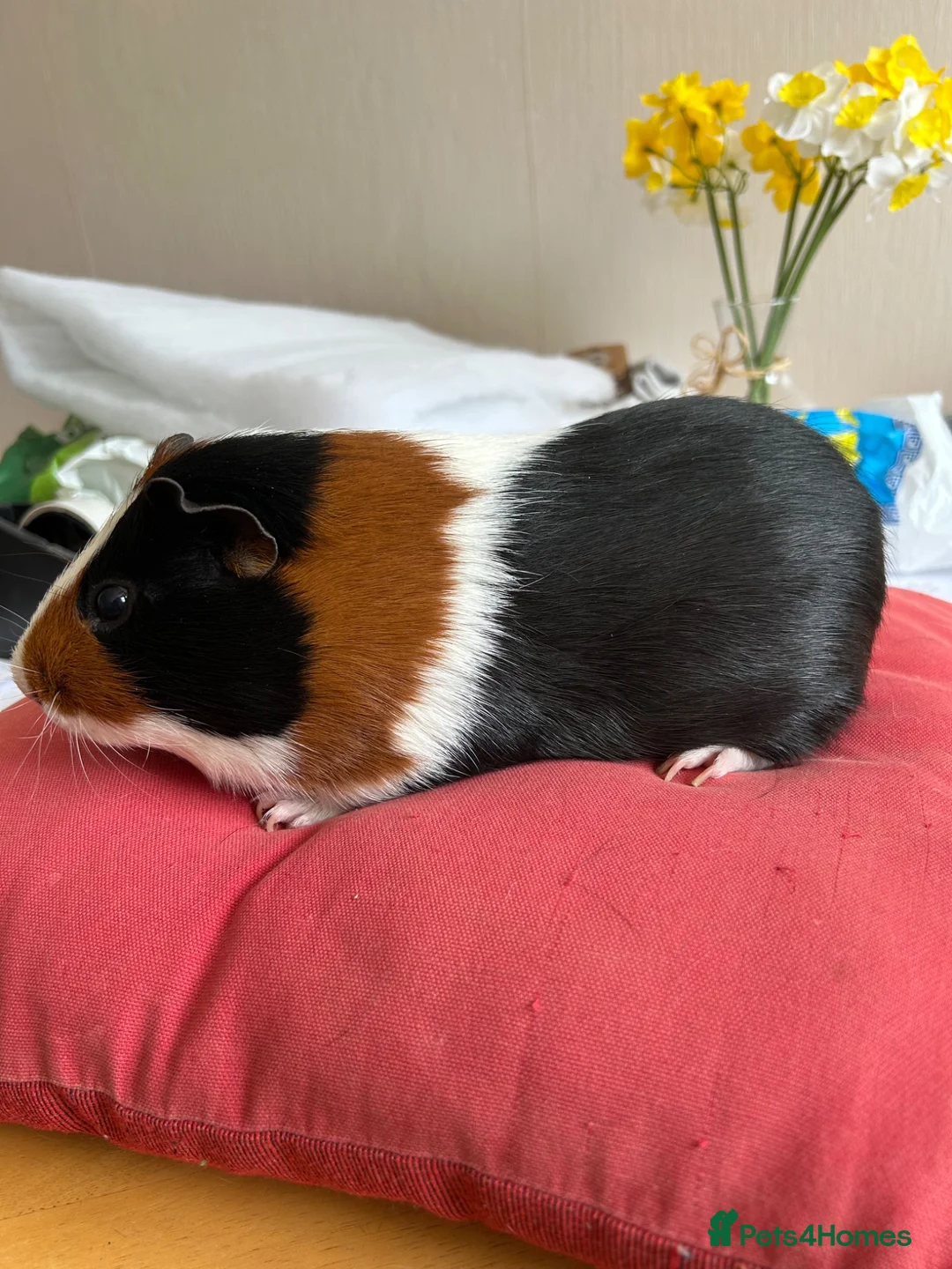 Guinea Pig rodents for sale: Male tort and white guinea pig in Walsall - Advert 1