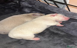 Mixed Breed dogs for sale: French bulldog mixed chihuahua  - Image 4