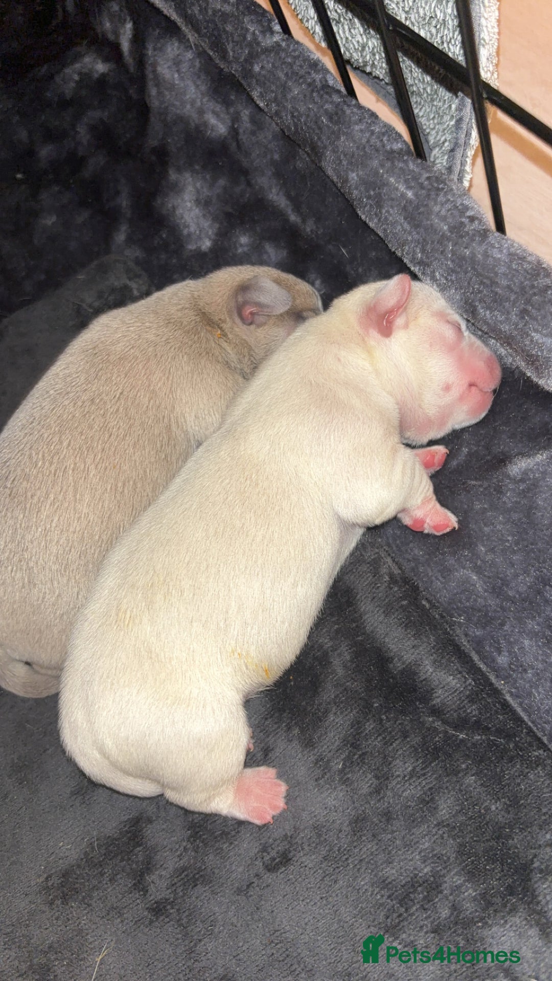 Mixed Breed dogs for sale: French bulldog mixed chihuahua  - Image 4