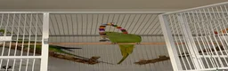 Ringnecks birds for sale: Indian Ringneck Pair + 2 Cages – £400 in Chigwell - Advert 3