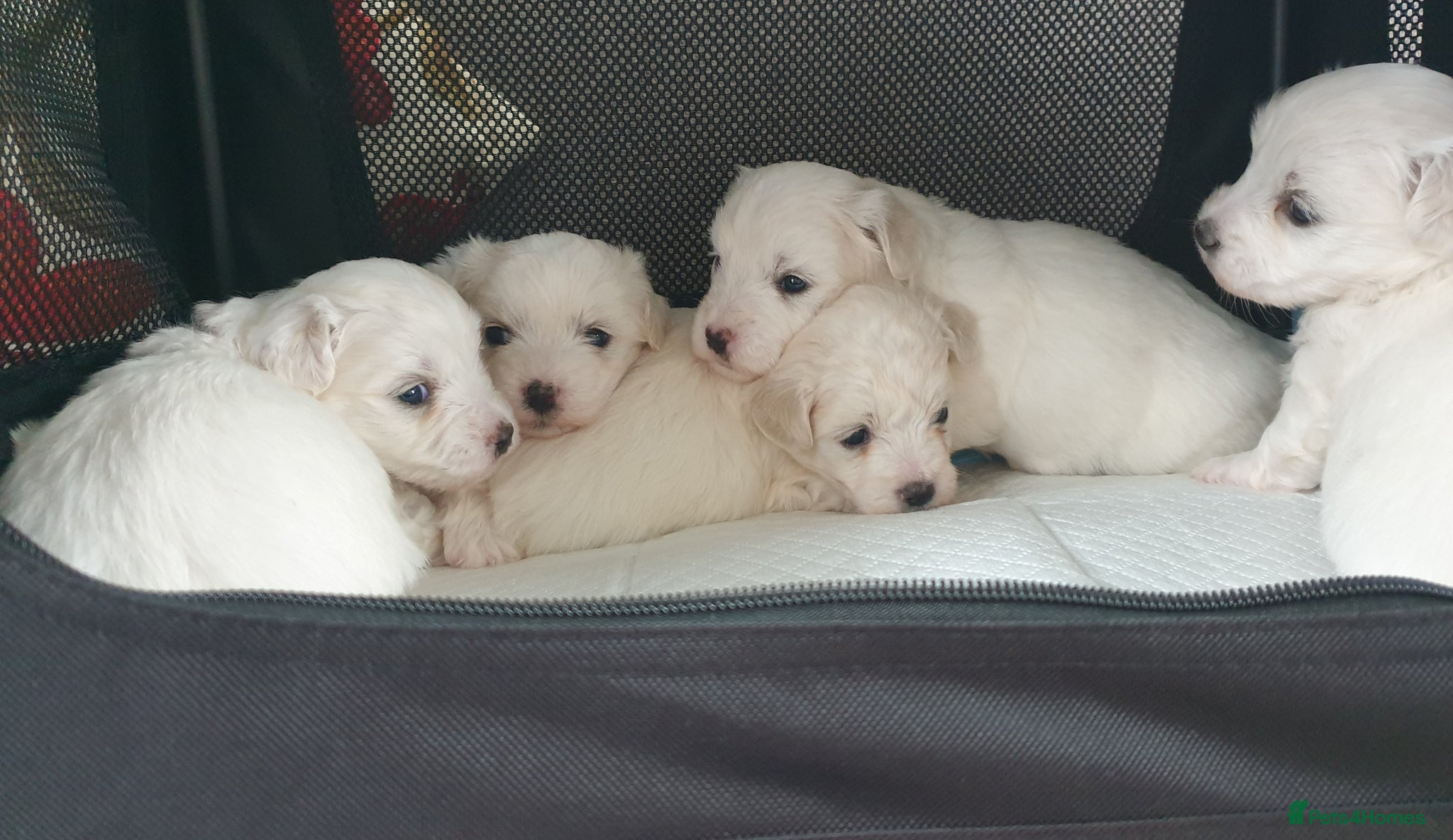 Coton De Tulear dogs K.C. Reg. Coton de Tulear, health tested parents - Advert 1