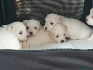 Coton De Tulear dogs K.C. Reg. Coton de Tulear, health tested parents - Advert 1