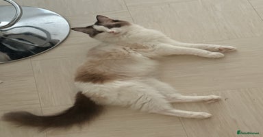 Ragdoll cats - Advert 9