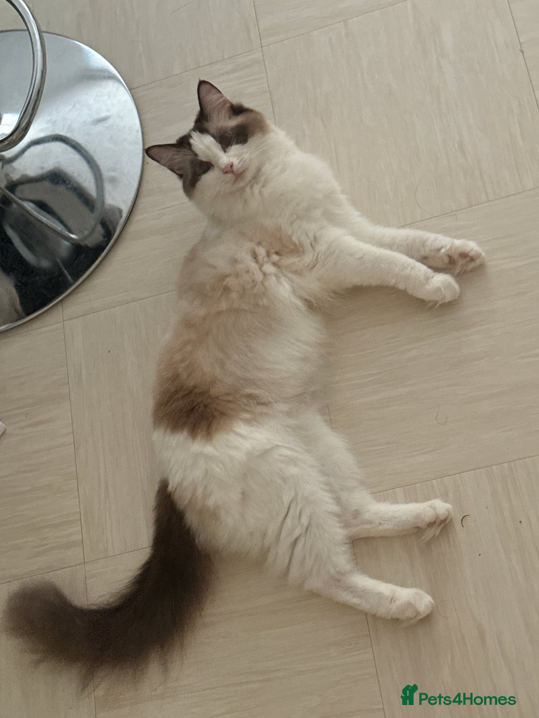 Ragdoll cats for sale: Last Ragdoll Kitten 🐱  - Image 2