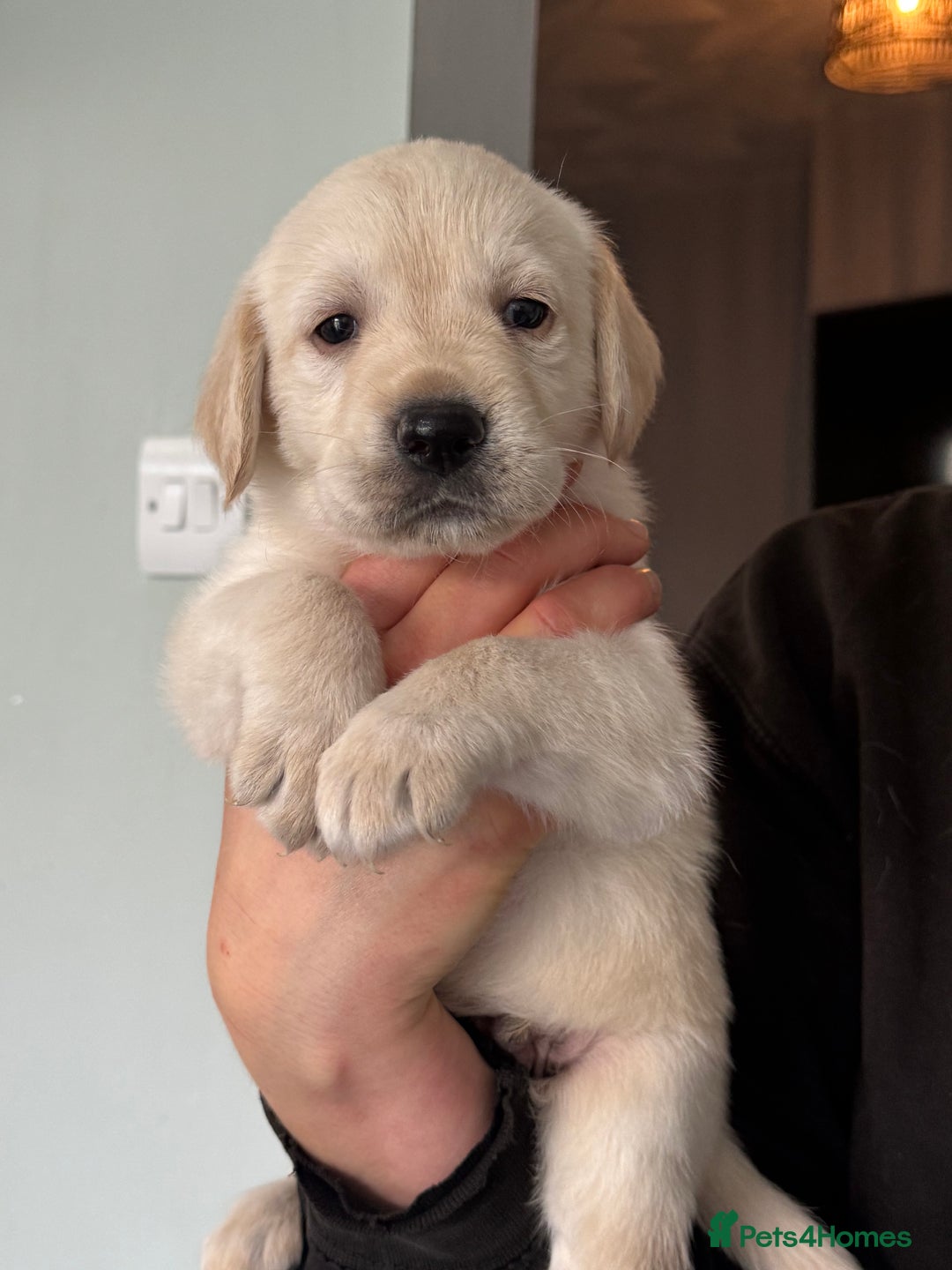 Goldador dogs for sale: 5 males 5 weeks old - Image 2