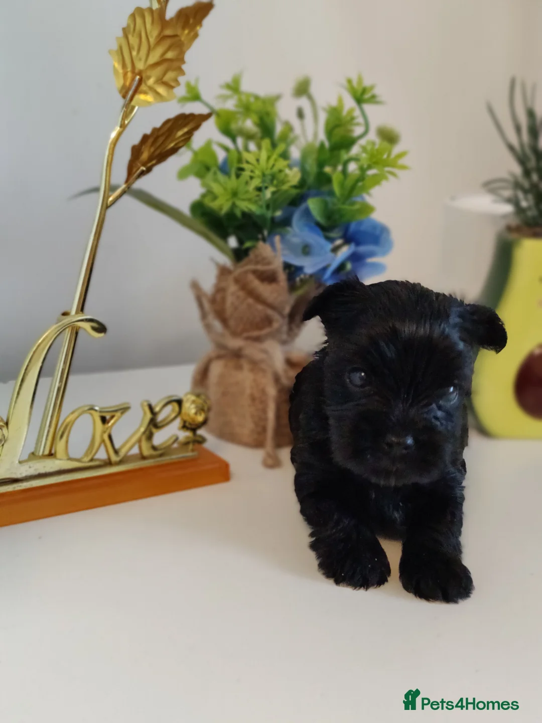 Yorkshire Terrier dogs for sale: Unique Chocolate and black Praline Yorkshire  - Advert 2