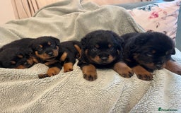 Rottweiler dogs for sale: Rottweiler Puppies  - Image 5