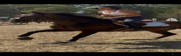 English Thoroughbred horses for sale: Super safe teenagers dream  - Advert 14