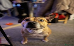 Staffordshire Bull Terrier dogs for stud: Staffordshire bull terrier stud - Image 1