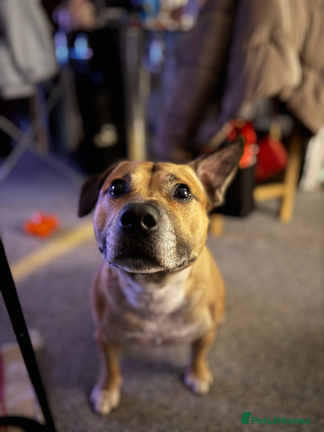 Staffordshire Bull Terrier dogs for stud: Staffordshire bull terrier stud - Image 1