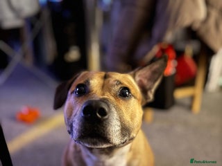 Staffordshire Bull Terrier dogs - Advert 3