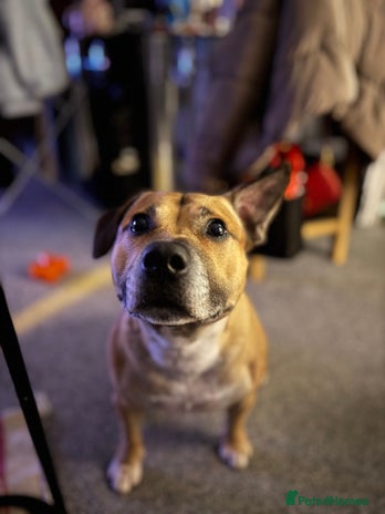 Staffordshire Bull Terrier dogs - Advert 1