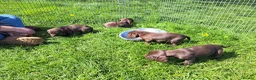 Mixed Breed dogs for sale: Weimaraner X Springer Spaniel (1 Girl Remaining) - Advert 7