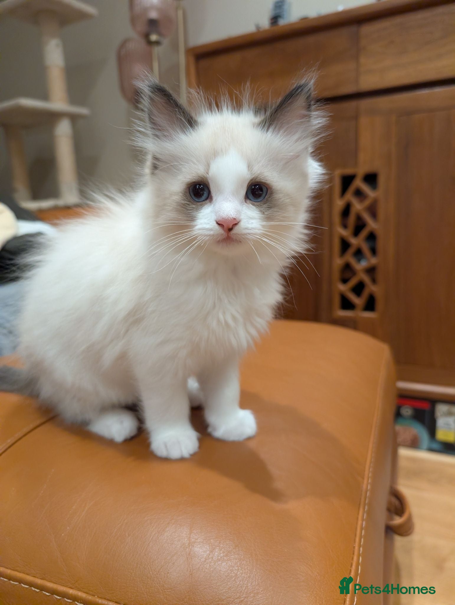 Ragdoll cats Adorable little Ragdolls  - Advert 1