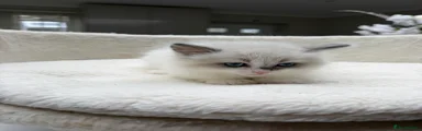 Ragdoll Kitten 4