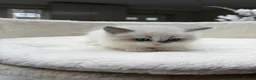 Ragdoll cats for sale: Beautiful Ragdoll Kittens – 3 Females & 2 Males - Advert 5