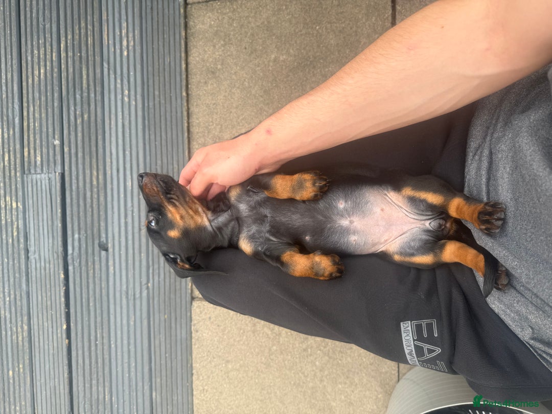 Dachshund dogs for sale: DACHSHUND PUPPY’S - Image 2