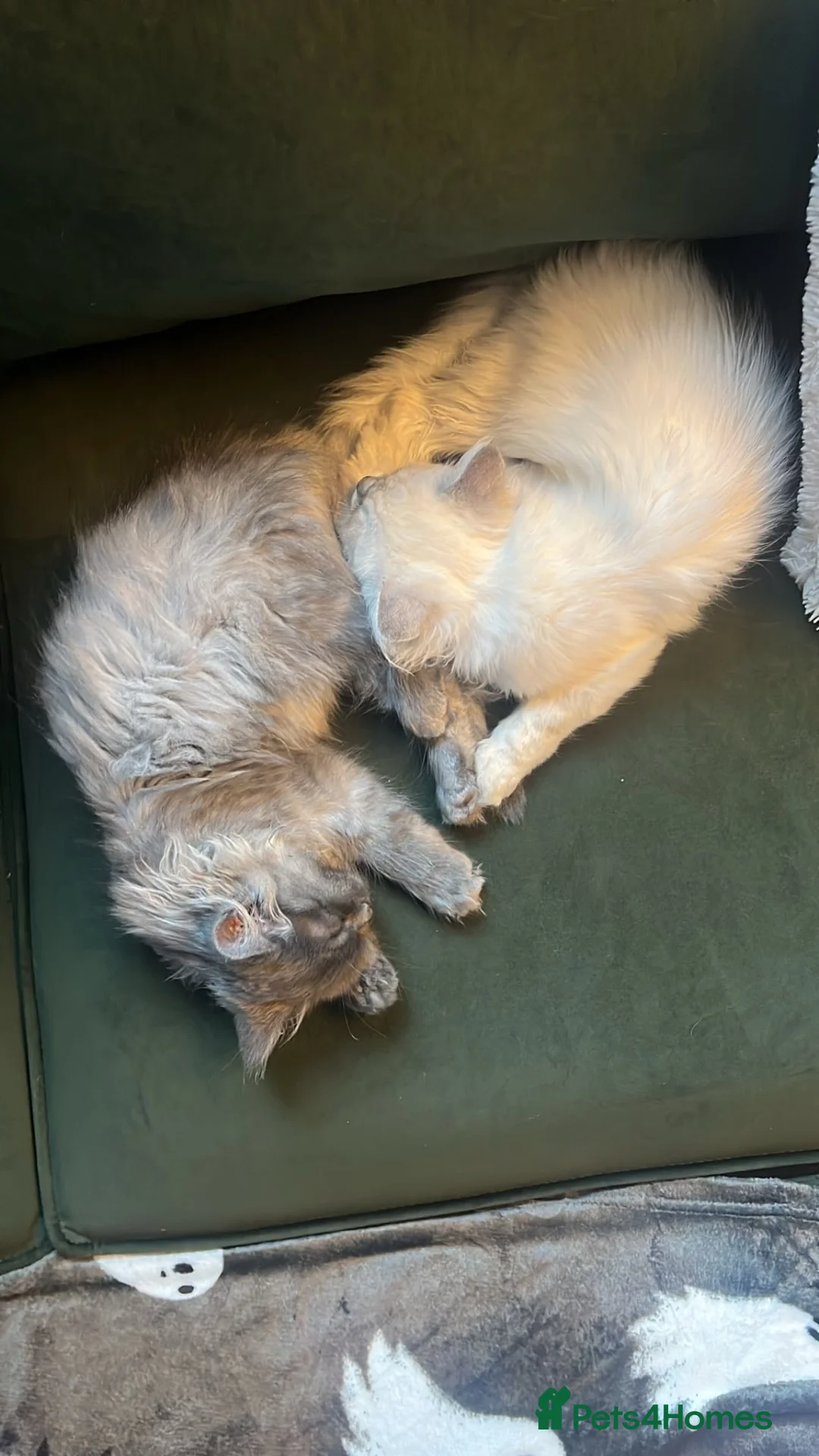 Ragdoll cats for sale: 2 gorgeous ragdoll brothers  - Advert 8