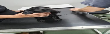 Cocker Spaniel 2