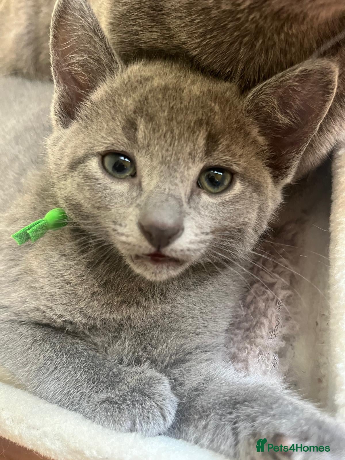 Russian Blue cats TICA REGISTERED Pure Breed Russian Blue Kittens - Advert 1