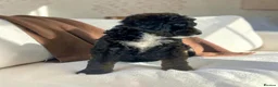 Bernedoodle dogs for sale: Beautiful Tri colour bernedoodle puppies  - Advert 17