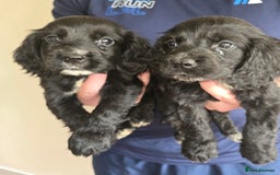 Cocker Spaniel dogs for sale: Cocker Spaniel puppies  - Image 4