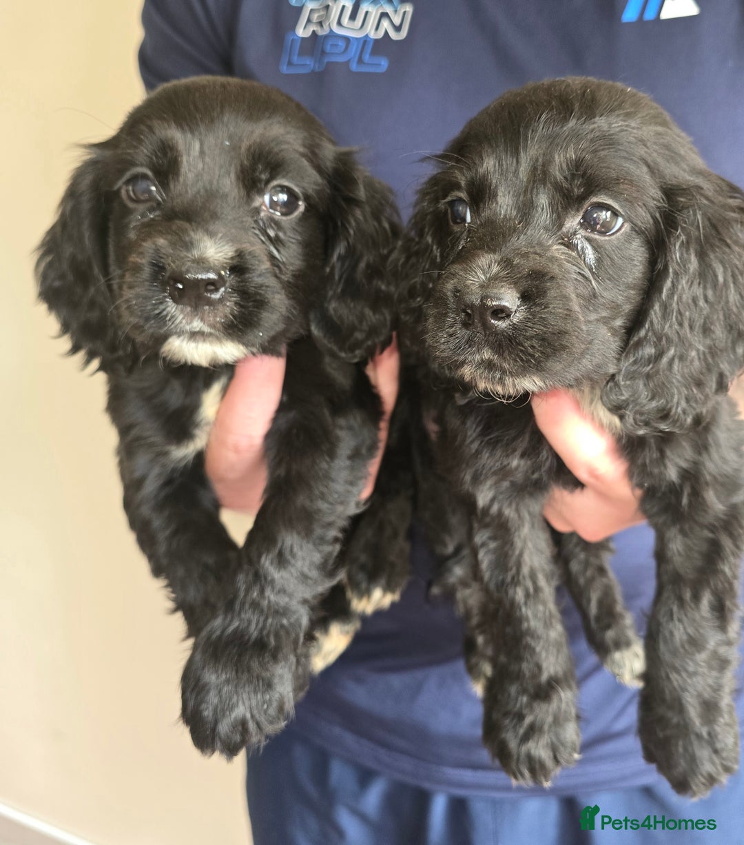 Cocker Spaniel dogs for sale: Cocker Spaniel puppies  - Image 4
