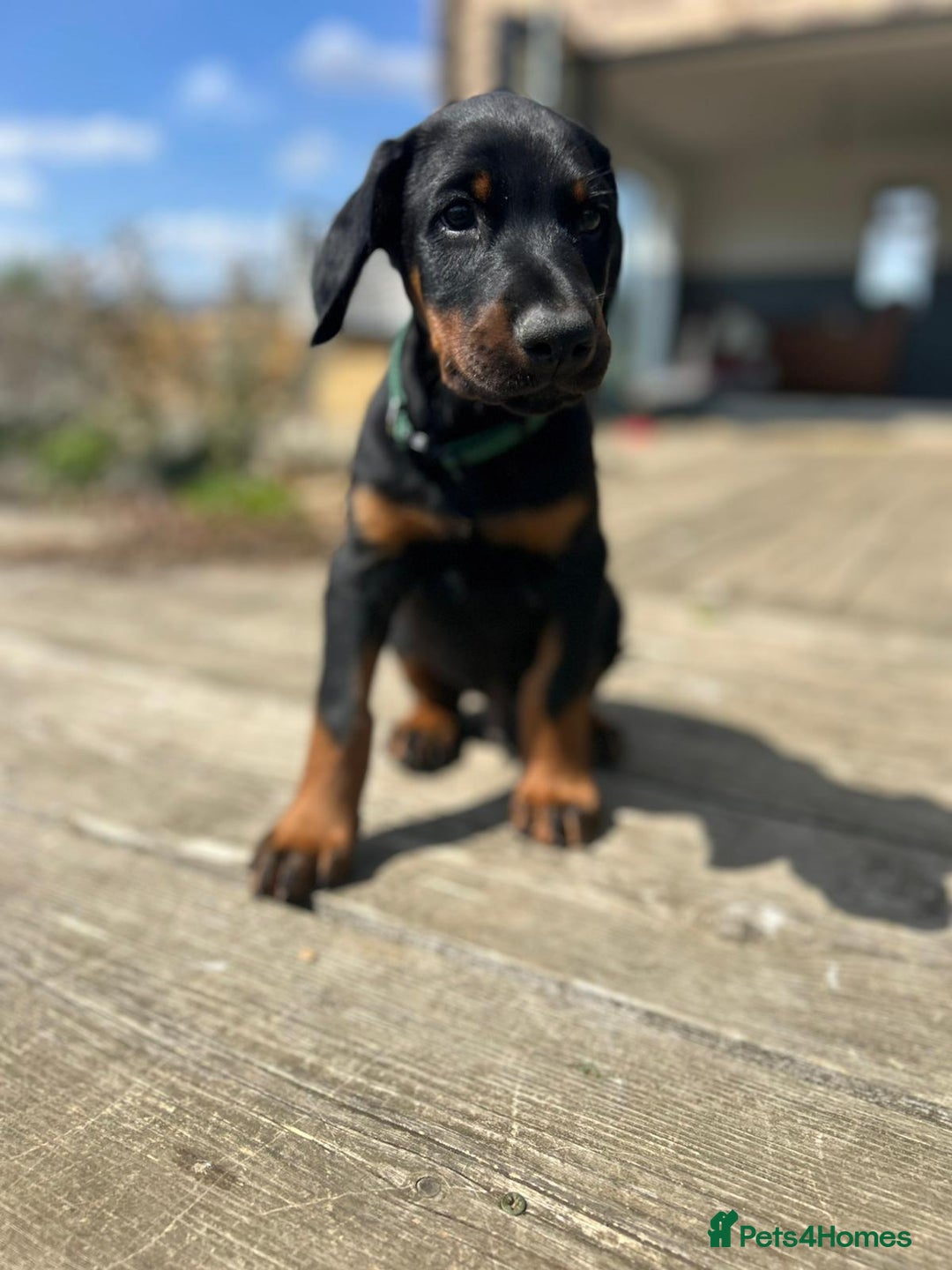 Dobermann dogs for sale: Proper Chunky Euro doberman pups 💕 - Image 6