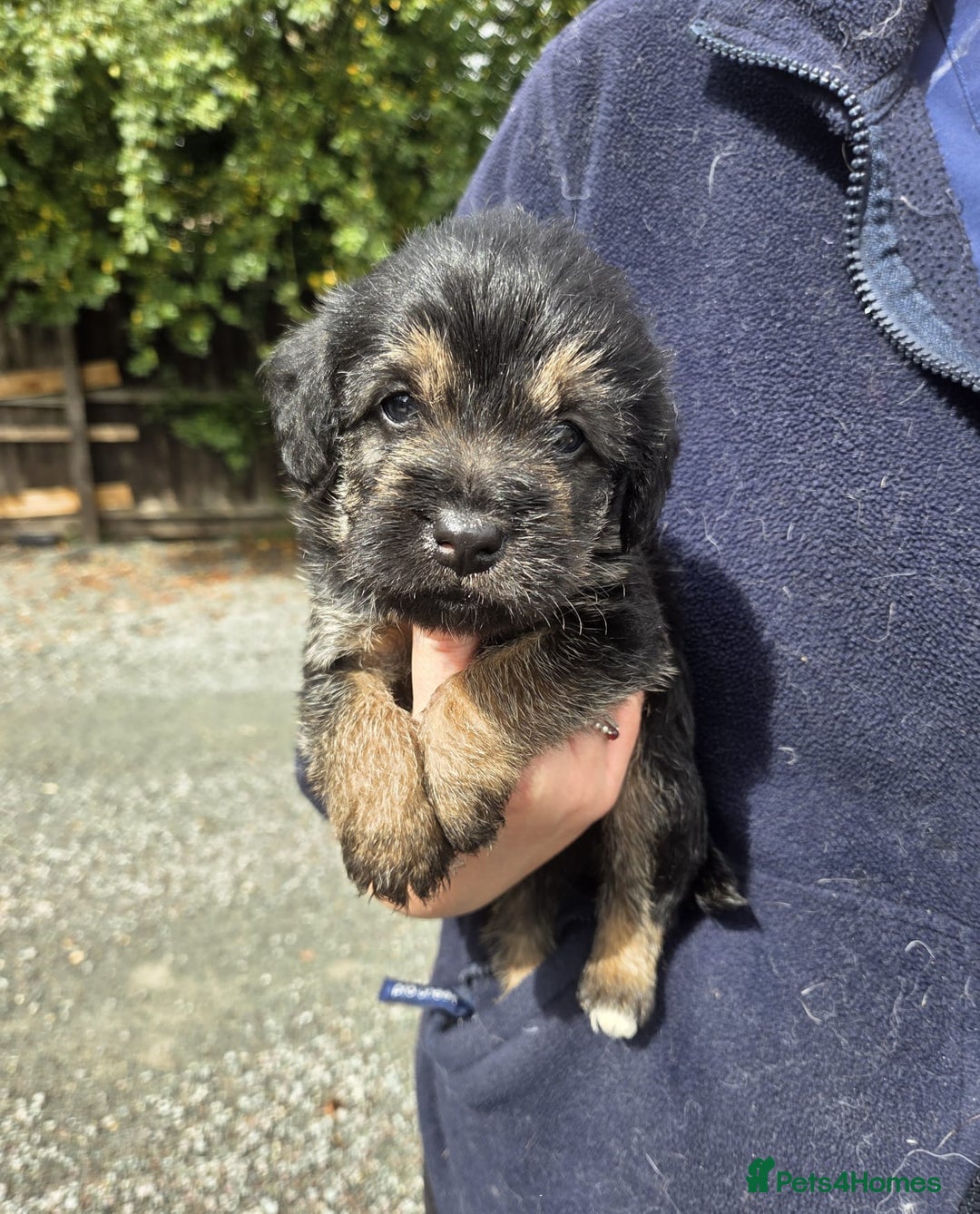 Mixed Breed dogs for sale: Borderpoo Puppies  - Image 6