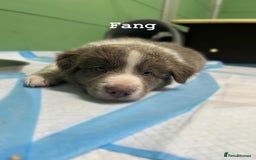 Border Collie dogs for sale: Fully health tested lilac and white kcreg puppies  - Image 18