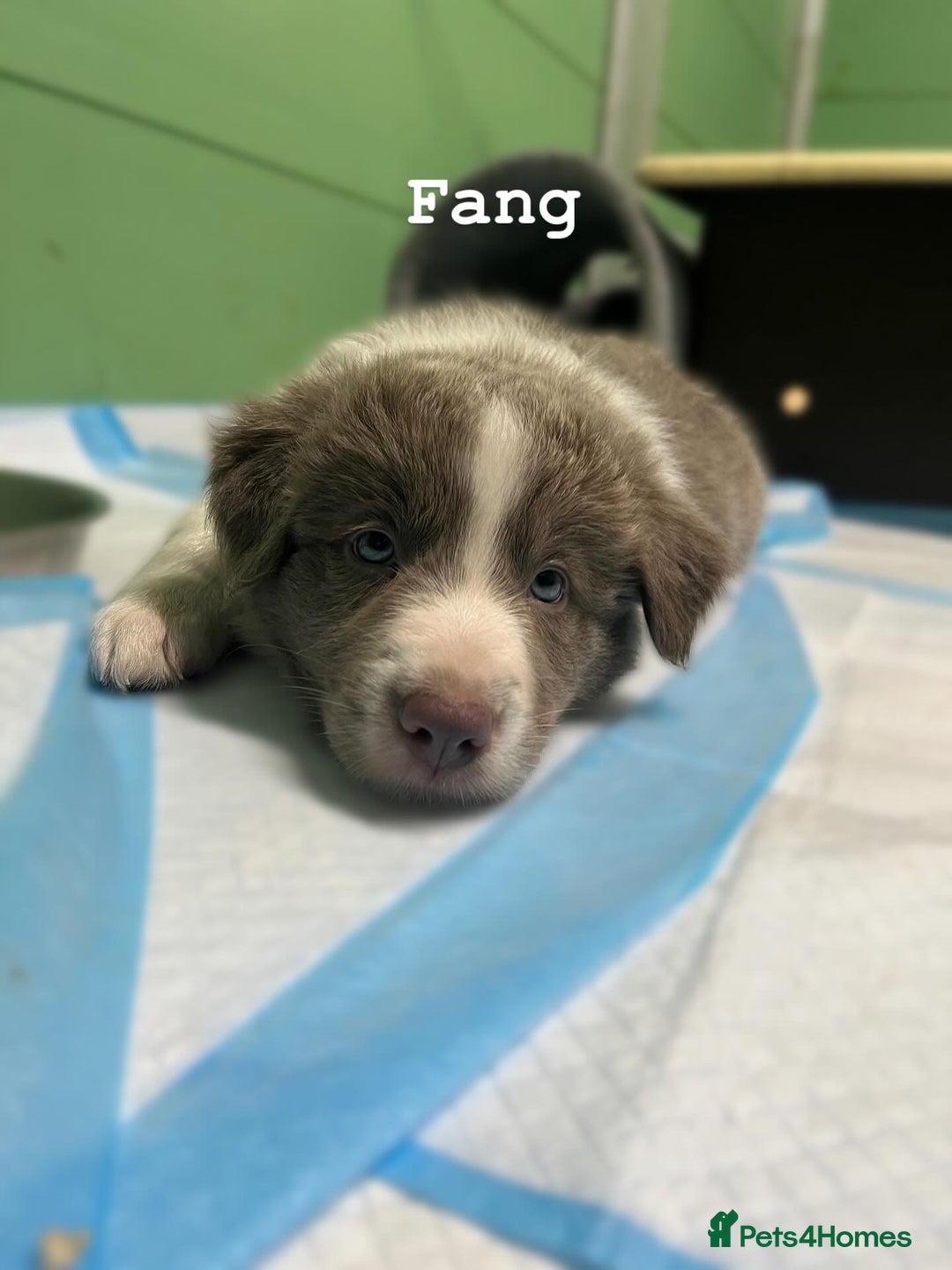 Border Collie dogs for sale: Fully health tested lilac and white kcreg puppies  - Image 18