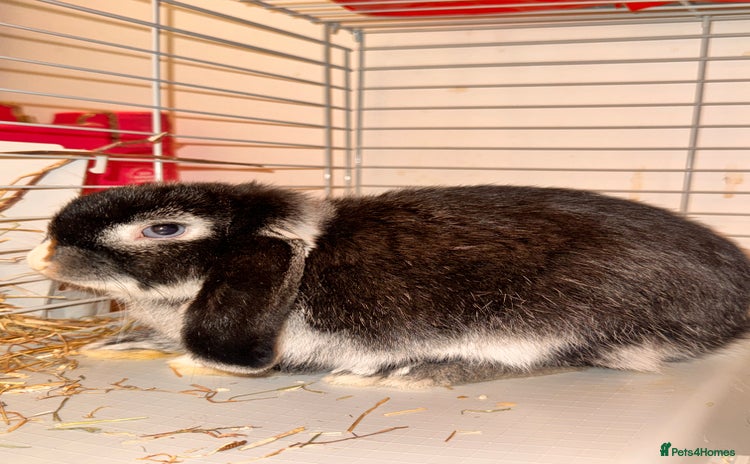 Mini Lop rabbits - Advert 2