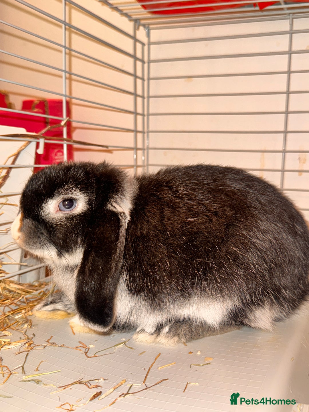 Mini Lop rabbits for sale: Mini lop rabbit - Image 1