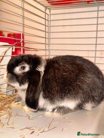 Mini Lop rabbits - Advert 10