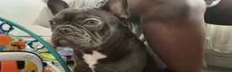 French Bulldog dogs for sale: New home for Frenchie - Advert 5