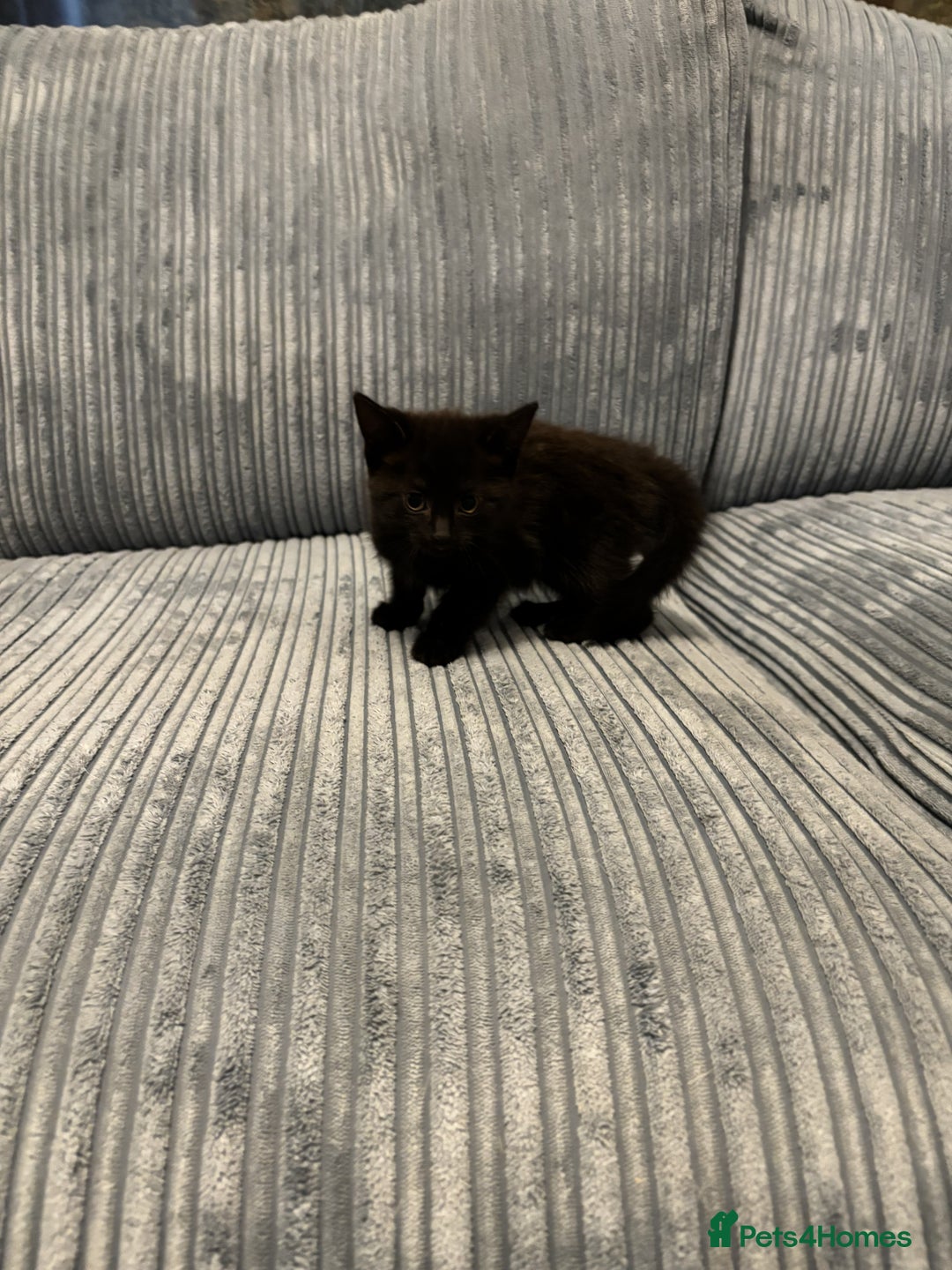 Mixed Breed cats for sale: Adorable Kittens for Sale - Advert 19