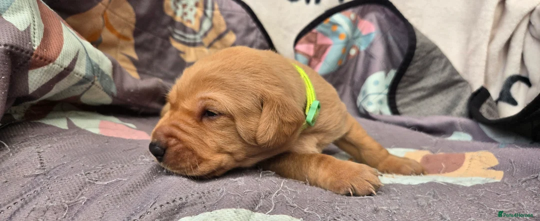 Labrador Retriever dogs for sale: Fox red labrador puppies KC Registered - Advert 28