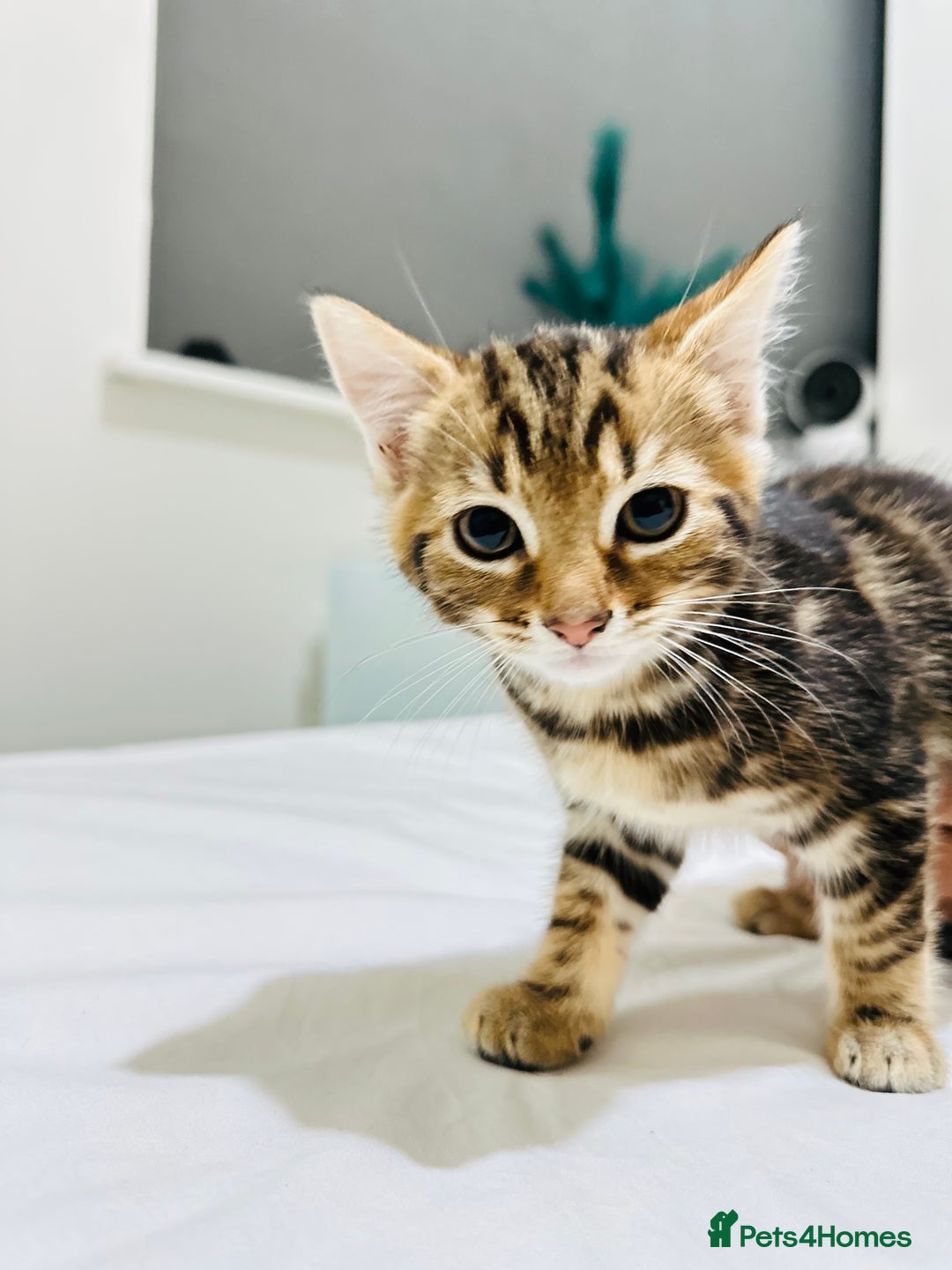 Mixed Breed cats for sale: Kittens ready to go - Image 30