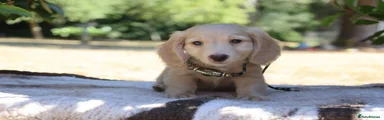 Miniature Dachshund 1