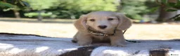 Miniature Dachshund dogs for sale: EXCEPTIONAL KC CREAM & BLACK/CREAM PUPPIES  - Advert 15